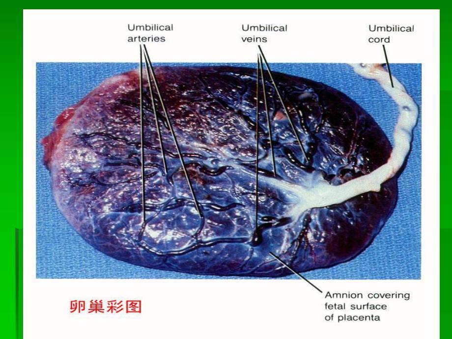 卵巢保养.ppt_第2页