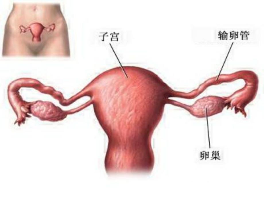 卵巢保养.ppt_第3页