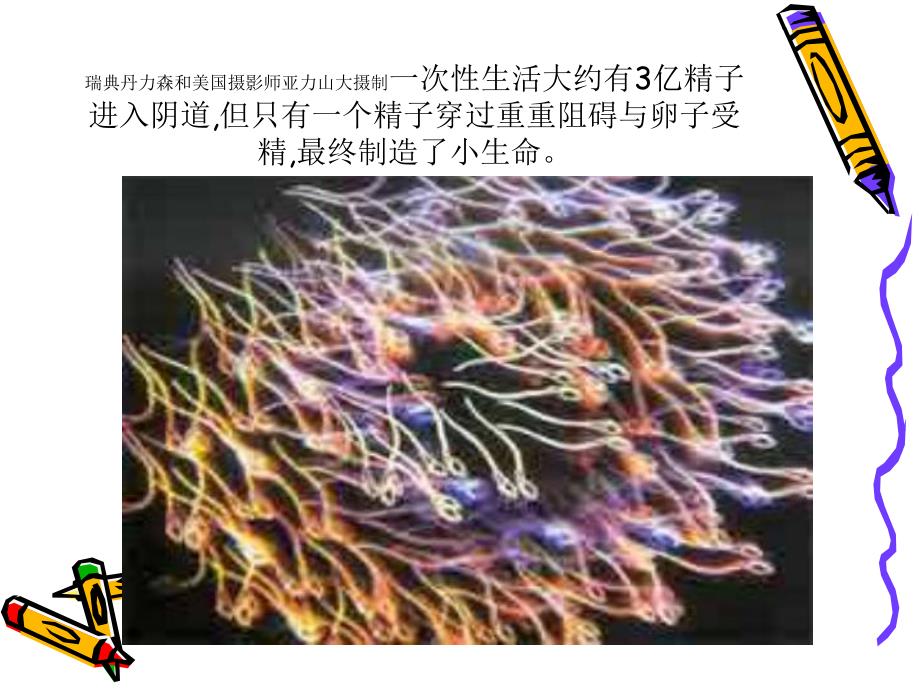 医学妊娠生理变化ppt.ppt_第3页