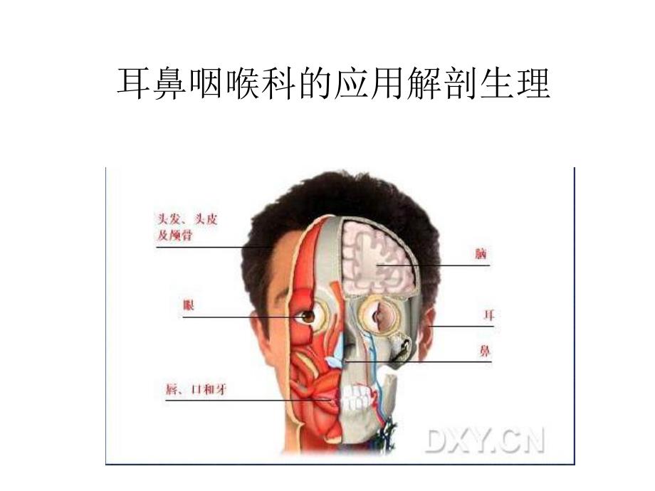 耳鼻咽喉科的应用解剖生理.ppt_第2页