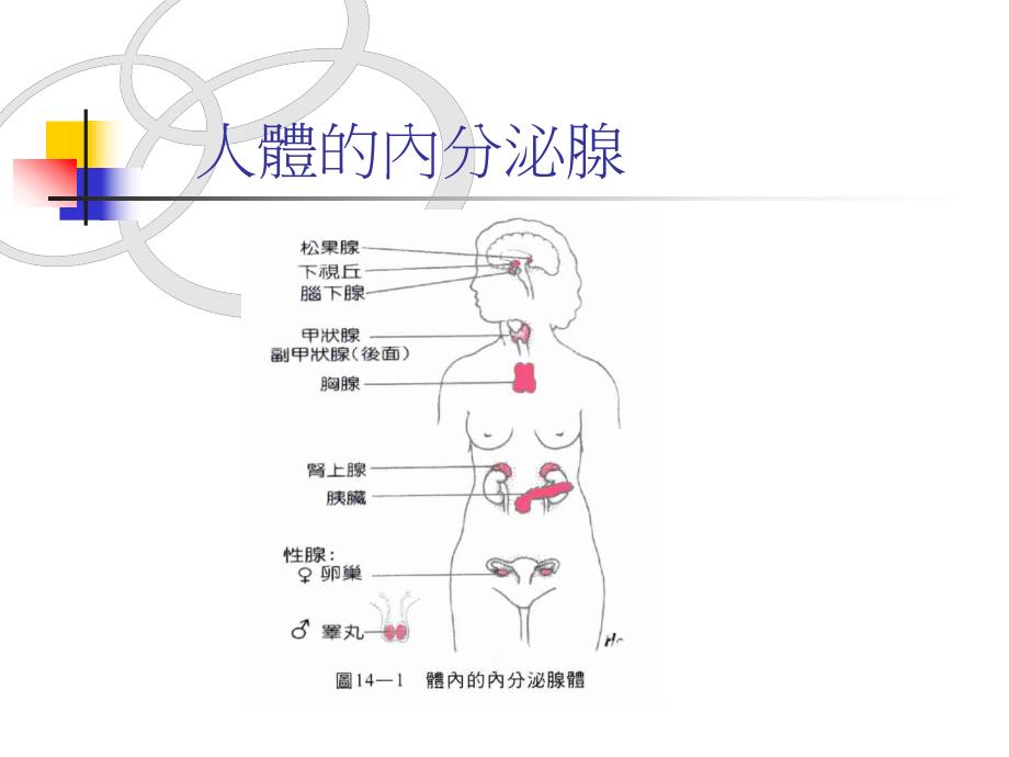 [精品]生殖内分泌学.ppt_第3页