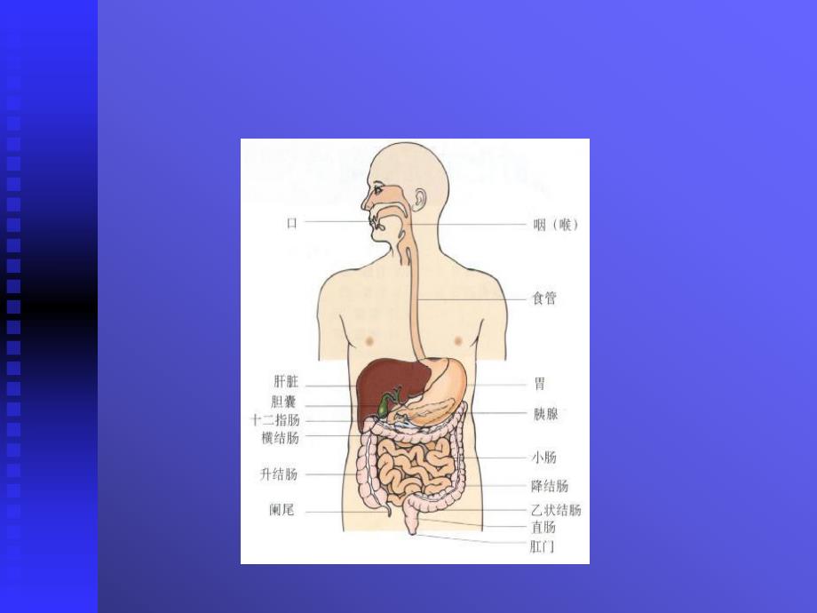 上消化道出血讲课.ppt_第2页