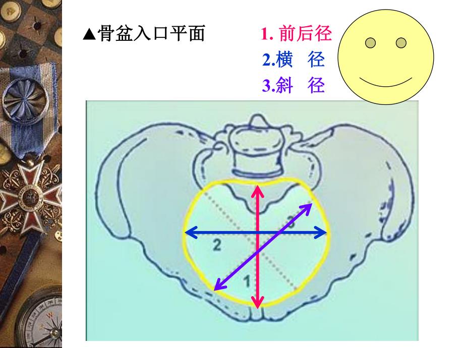 妇产科骨盆内、外测量.ppt_第2页