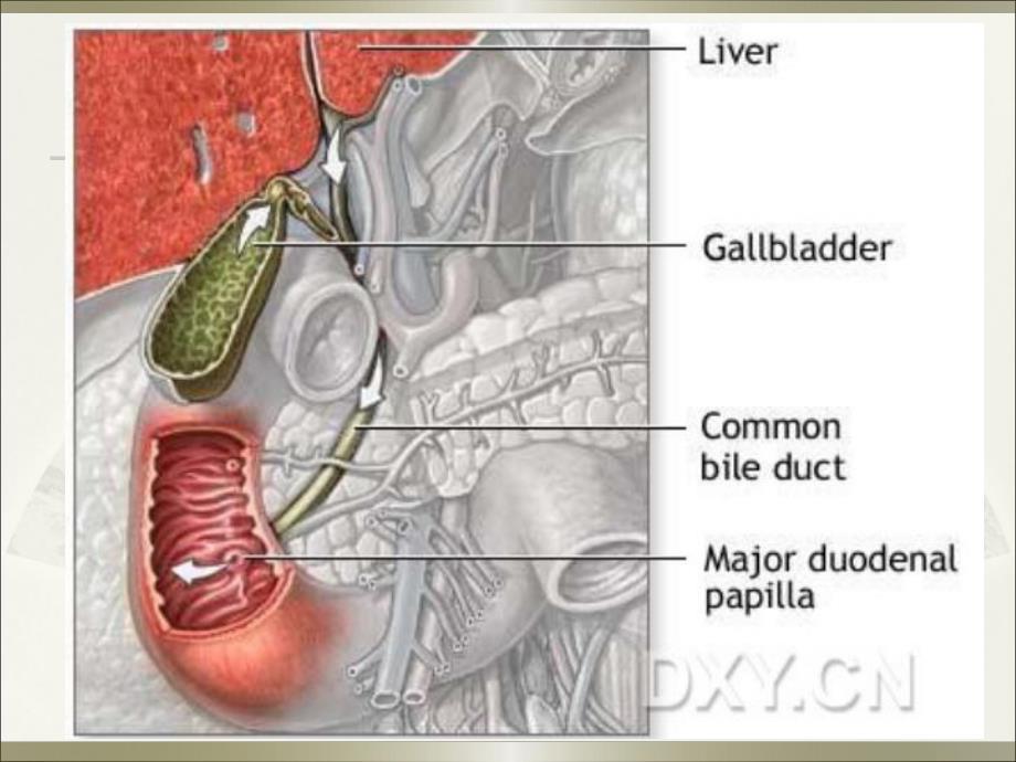胆道疾病诊疗指南.ppt_第3页