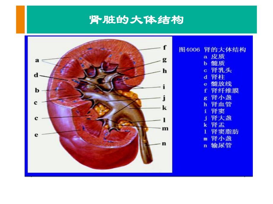 肾活检病理检查及肾脏病理基础知识.ppt.ppt_第3页