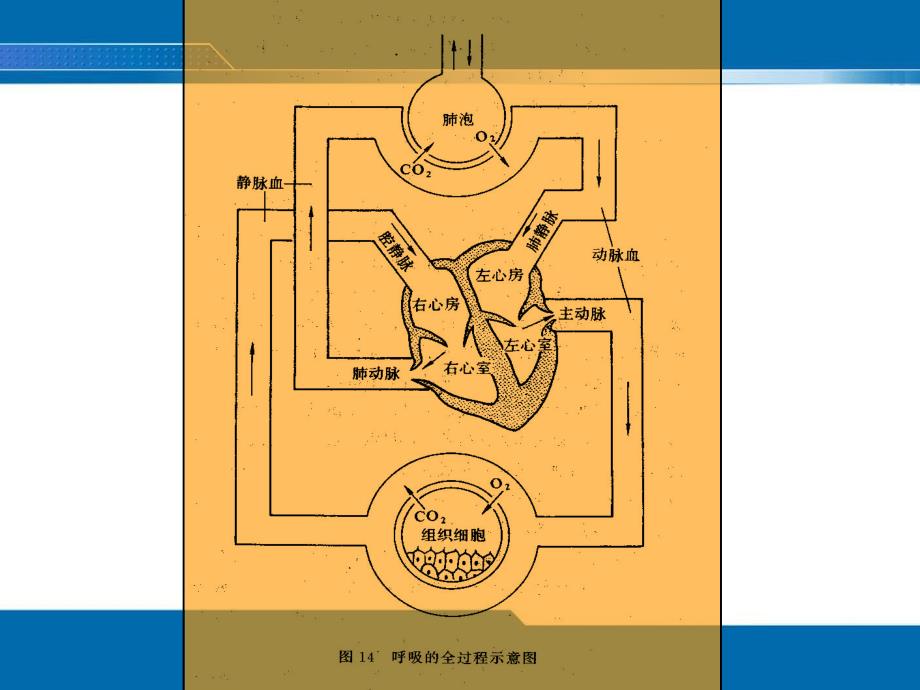 第二次课咳嗽咳痰、咯血、发绀、呼吸困难评估.ppt_第3页