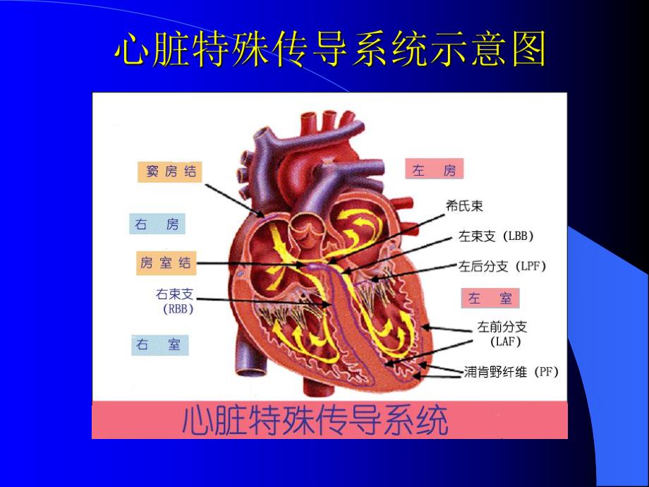 老人心律失常.ppt_第2页