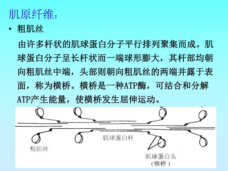 骨骼肌、心肌、平滑肌的比较PPT.ppt.ppt_第3页