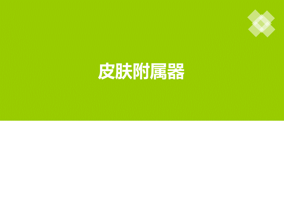 皮肤附属器及疾病.ppt_第1页