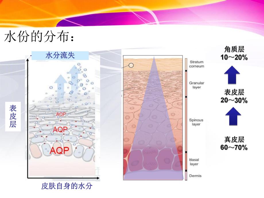 皮肤补水.ppt_第3页