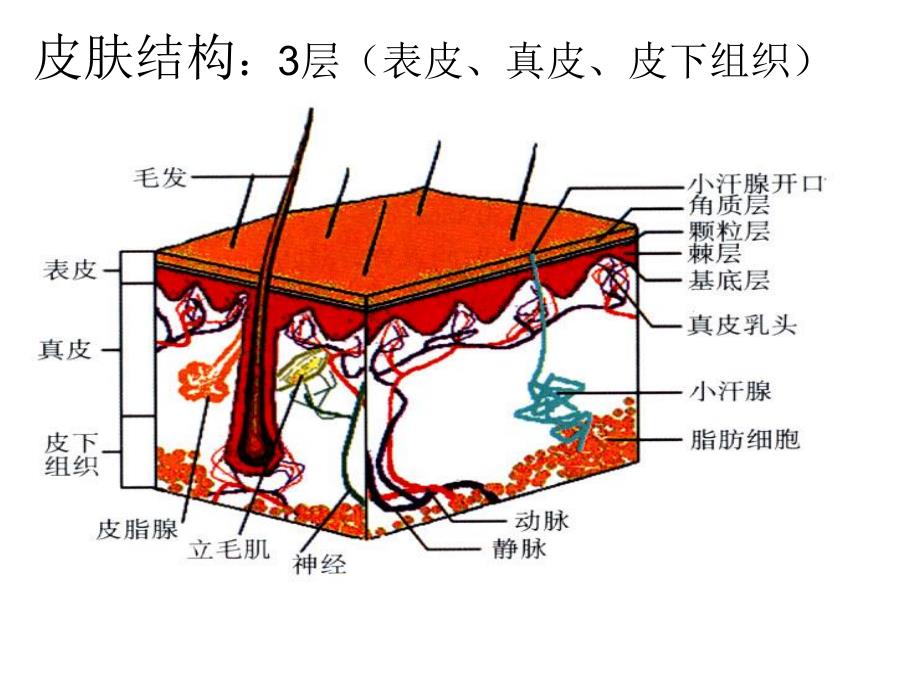 夏季常见皮肤病.ppt.ppt_第3页