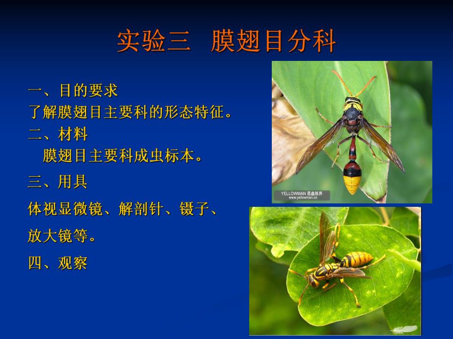 膜翅目分科.ppt_第2页