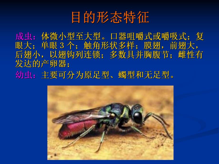 膜翅目分科.ppt_第3页