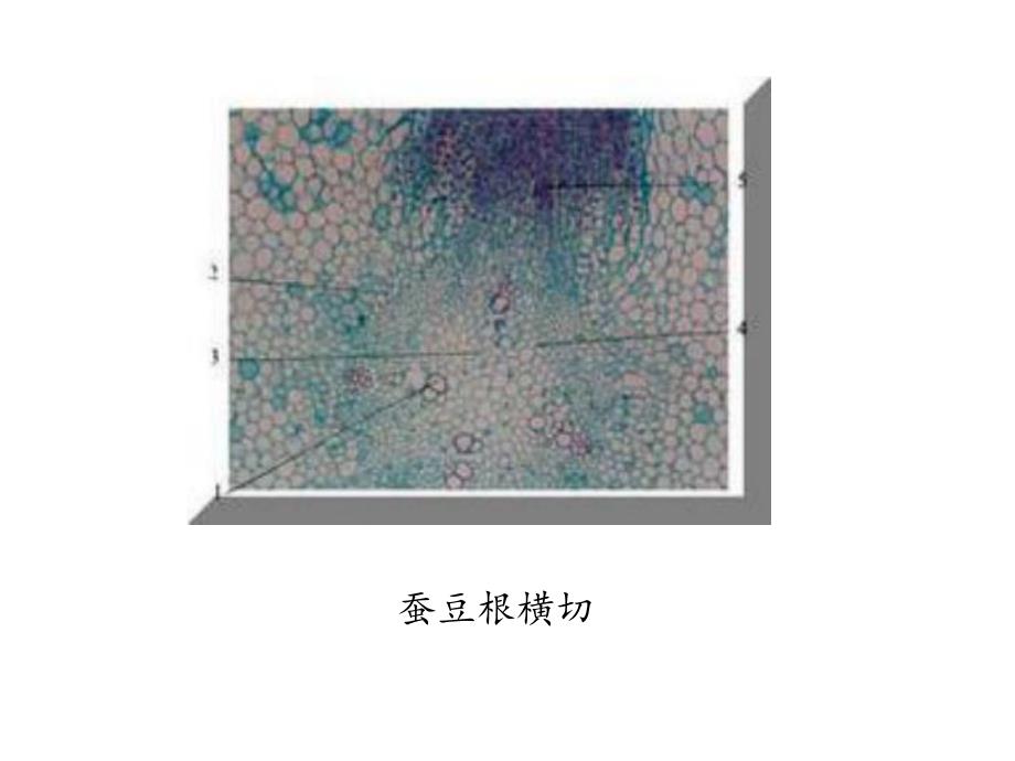 植物实验切片观察ppt.ppt_第2页