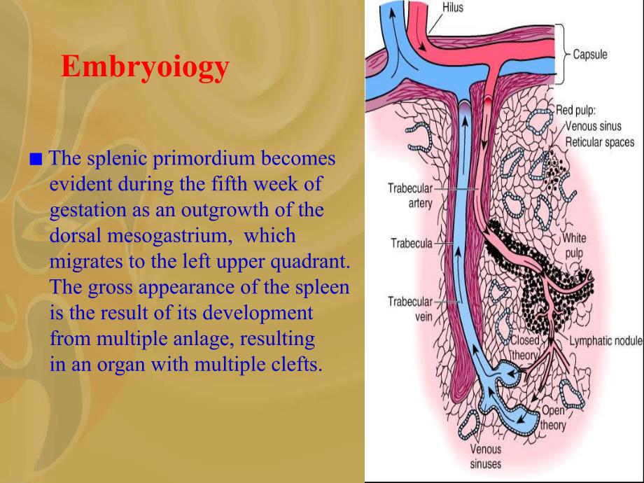 spleen disease.ppt_第2页