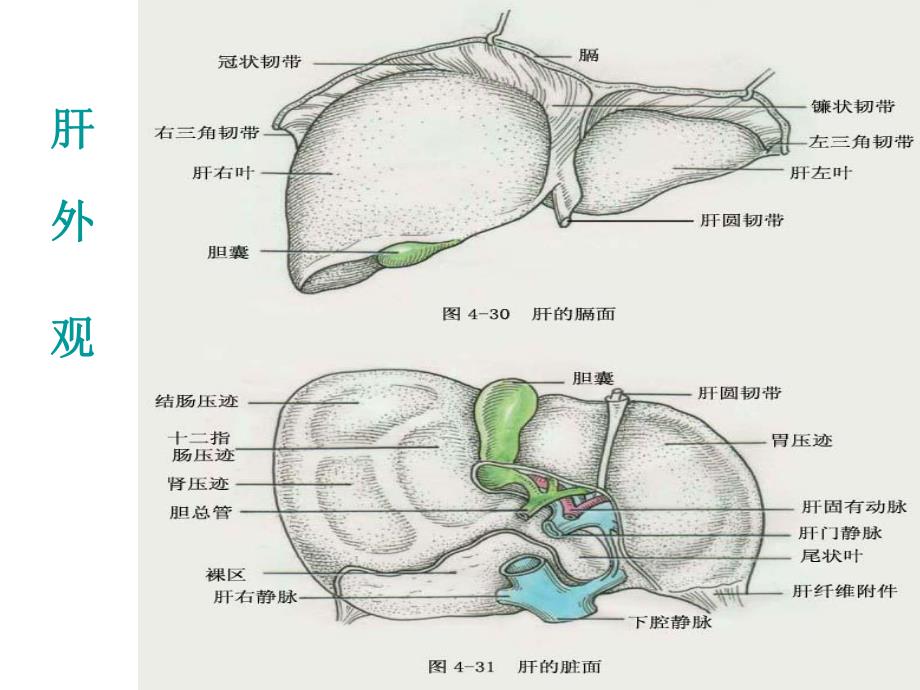 肝脓肿护理进展..ppt_第3页