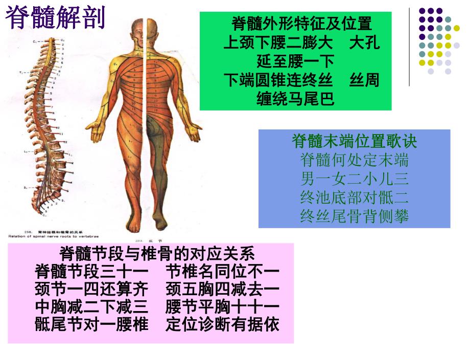 脊髓损伤临床综合征.ppt.ppt_第2页