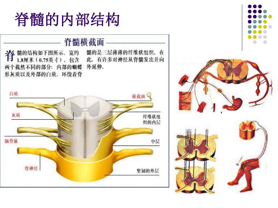 脊髓损伤临床综合征.ppt.ppt_第3页