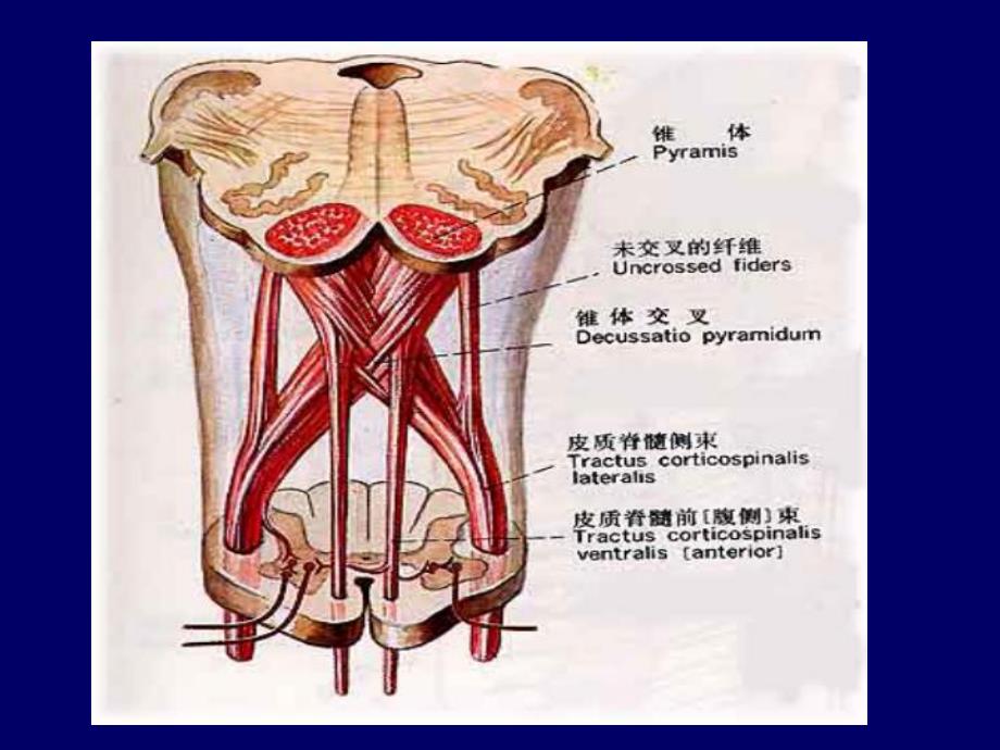 抗帕金森病药.ppt_第3页