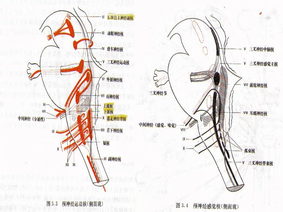 三叉神经、面神经.ppt_第3页