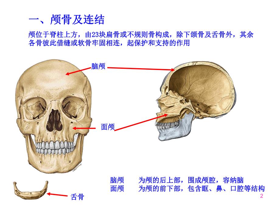 第四次课颅骨及其连接.ppt_第2页