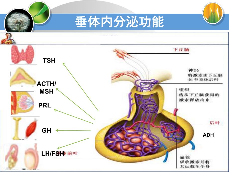 垂体瘤规范化诊治.ppt_第3页