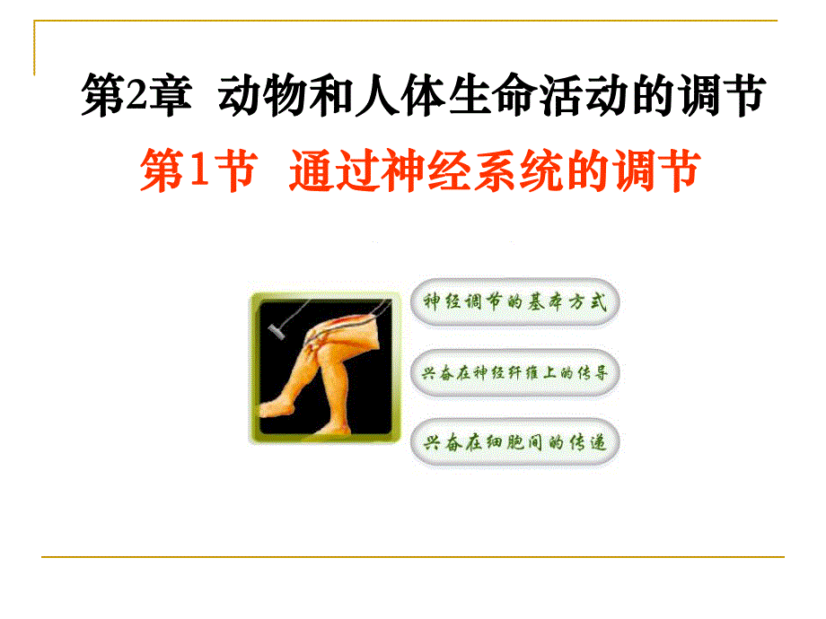 通过神经系统的调节.ppt_第1页