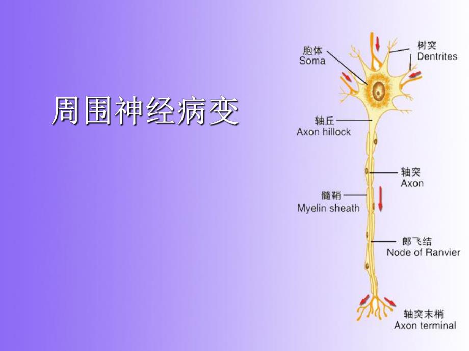 周围神经病变.ppt_第2页