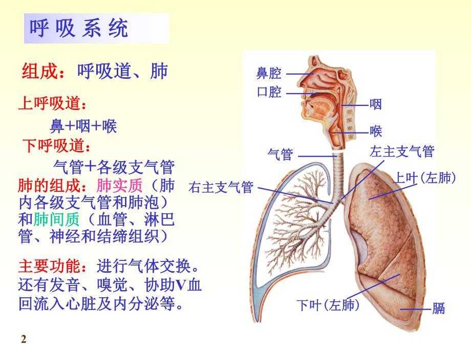 系统解剖学呼吸系统PPT.ppt.ppt_第2页