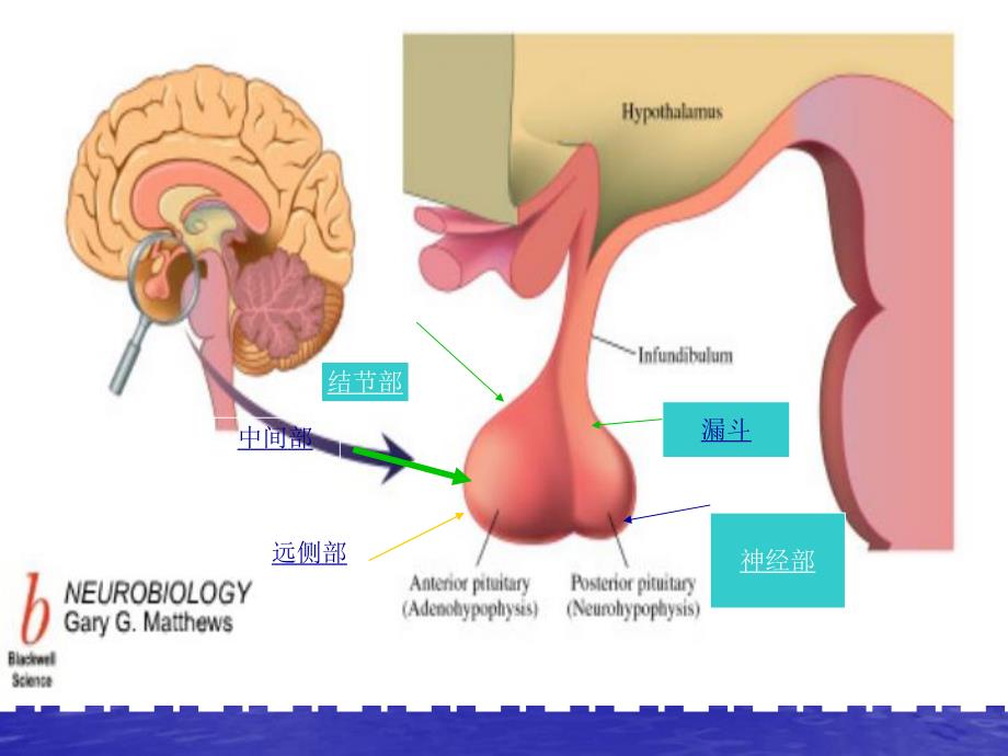 垂体.ppt.ppt_第2页