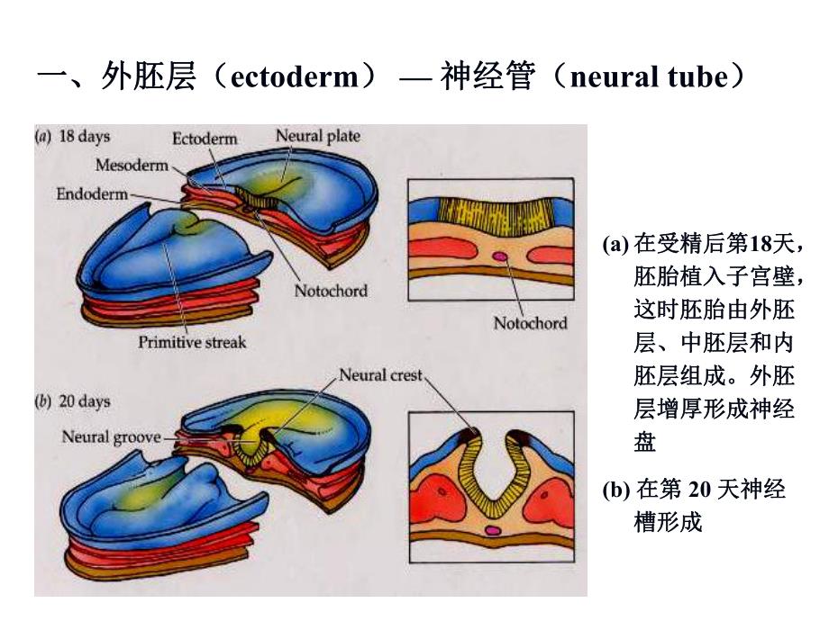 神经发生.ppt_第3页