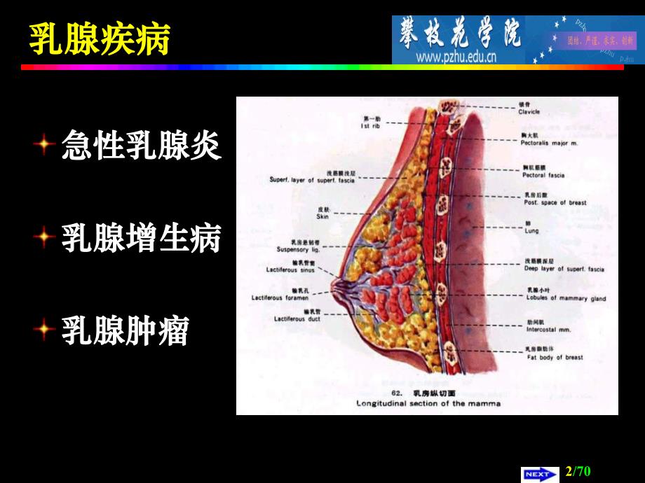 【临床医学】乳腺外科.ppt_第2页