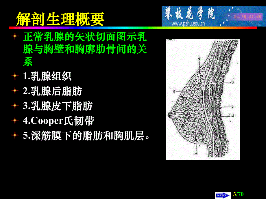 【临床医学】乳腺外科.ppt_第3页