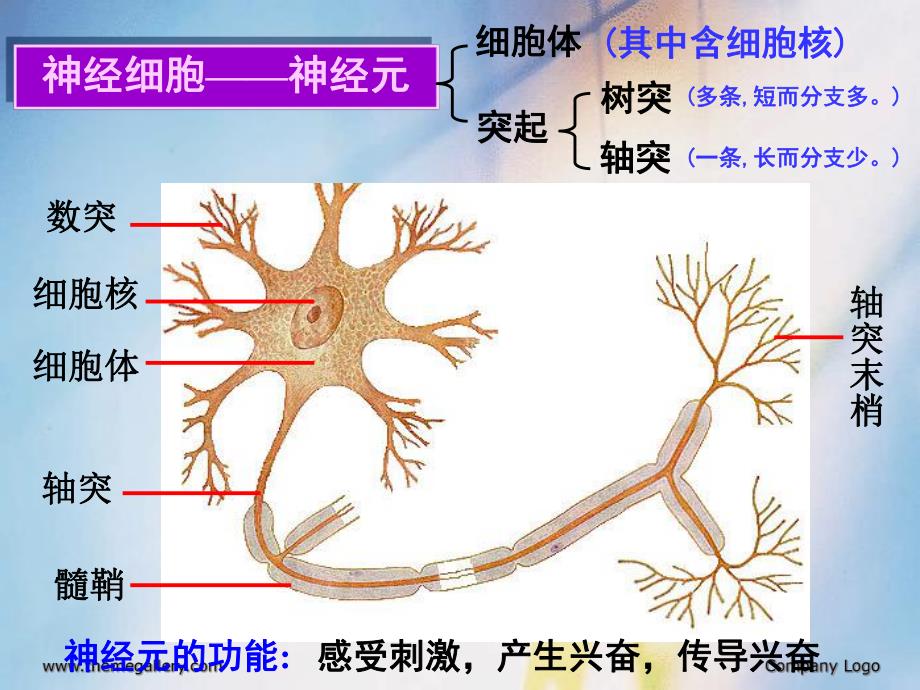 动物和人体生命活动调节.ppt_第3页