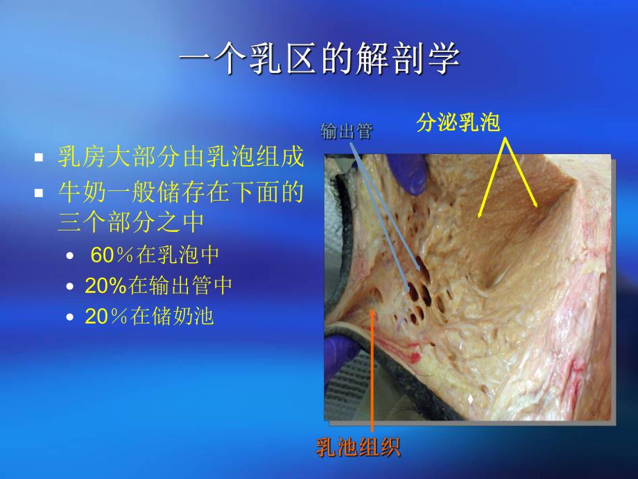 奶牛乳房炎综合防治.ppt_第3页