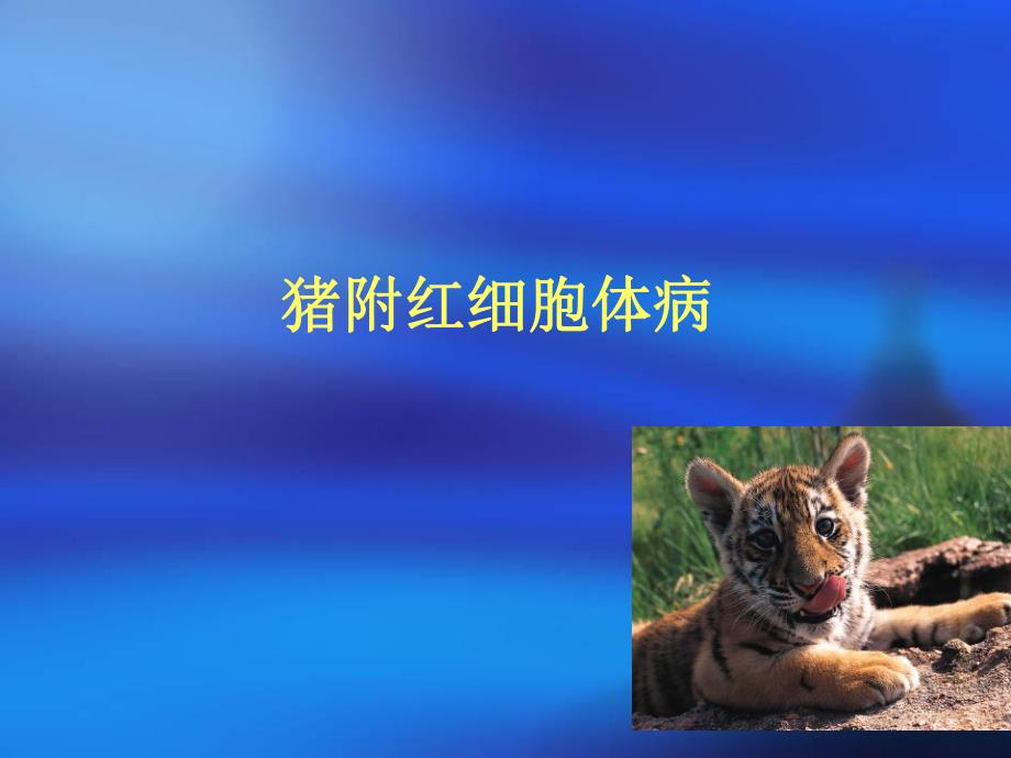 猪附红细胞体病及并发病防治.ppt_第3页