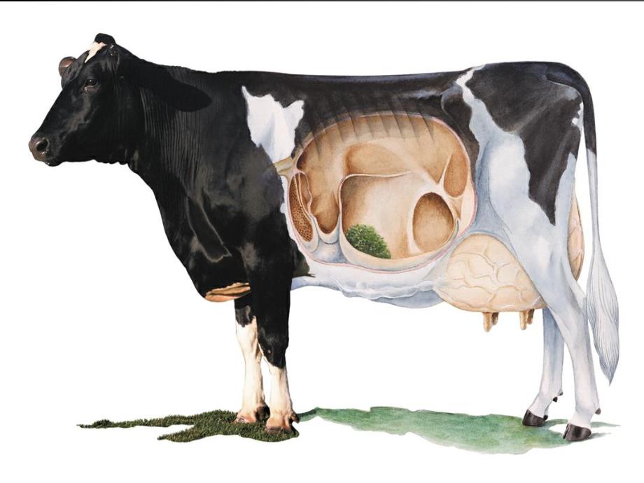 围产期奶牛饲养管理及奶牛产后病的发生原因与预防.ppt_第2页