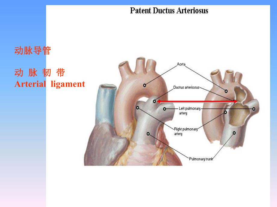 全身动脉动脉.ppt_第3页