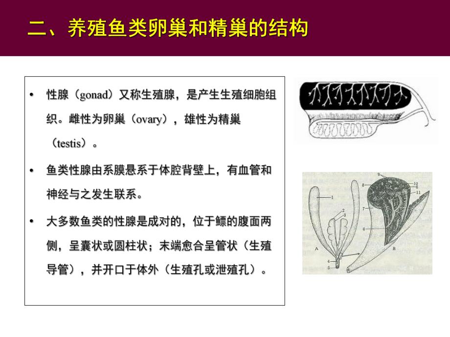 鱼类人工繁殖理论和技术.ppt_第3页