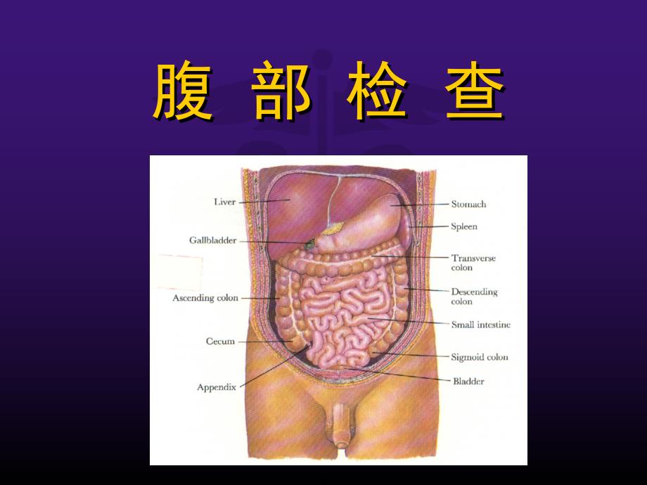 健康评估 腹部检查.ppt_第1页