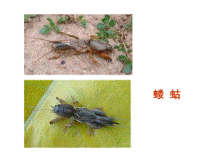 园艺植物病虫害识别.ppt