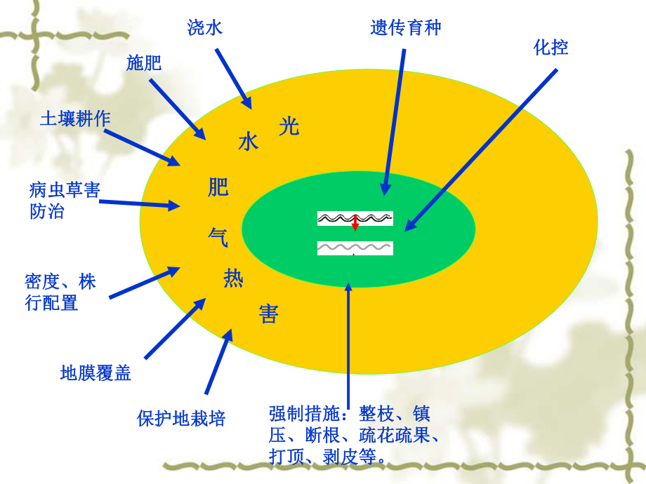 小麦高产栽培技术.ppt_第2页