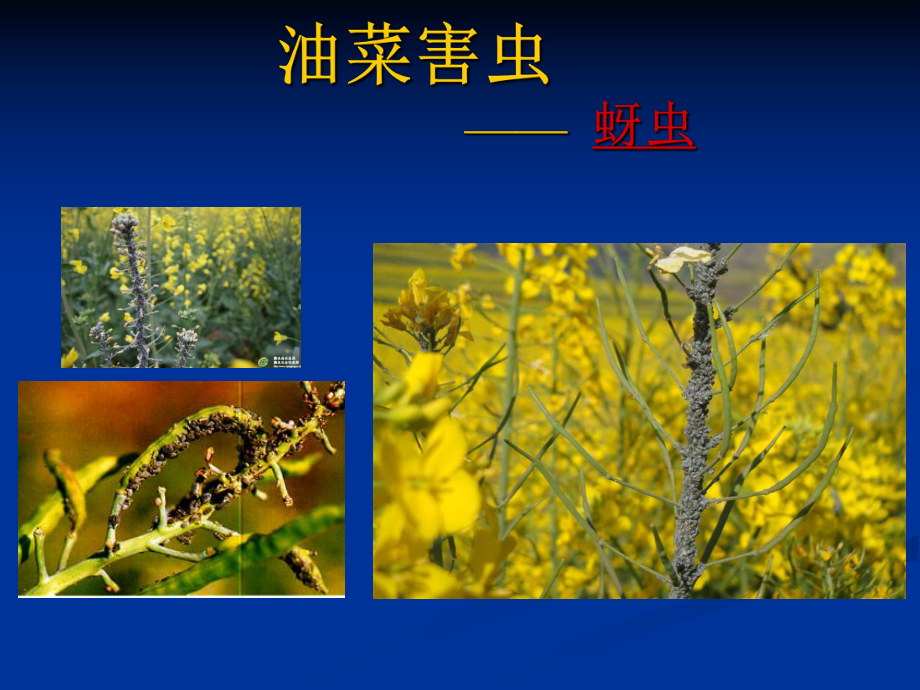 油菜病虫害防治.ppt_第3页