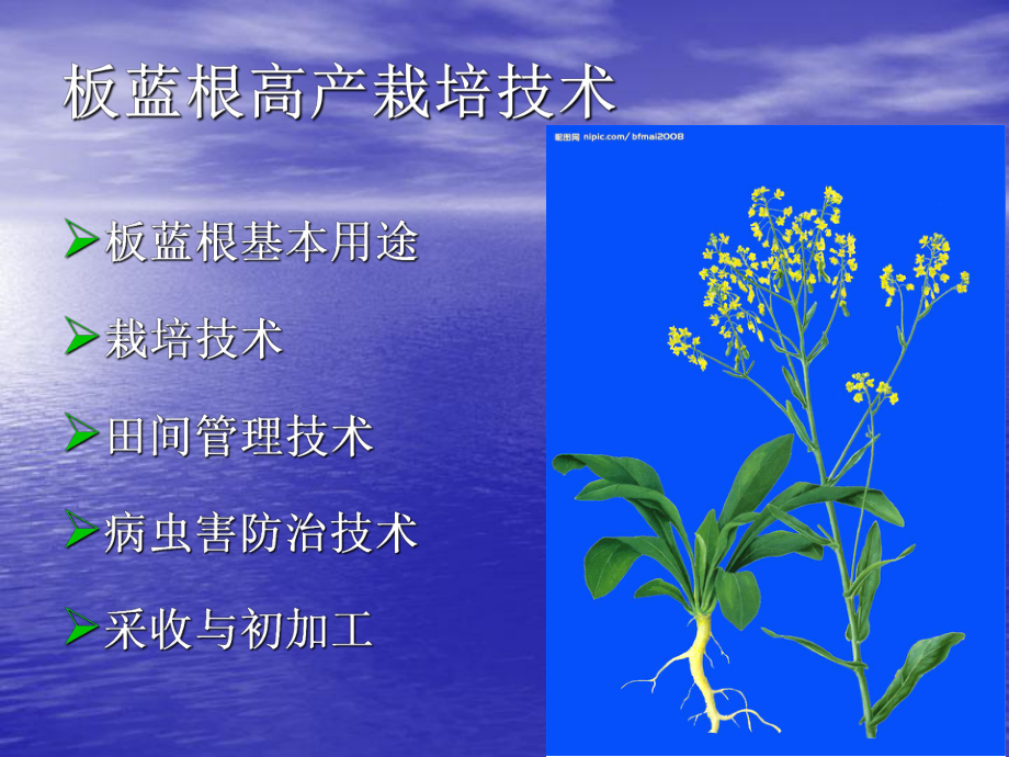 板蓝根栽培技术.ppt_第2页