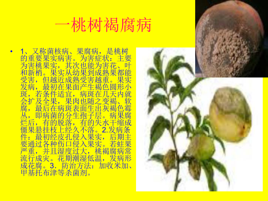 桃树病虫害及其防治.ppt_第3页