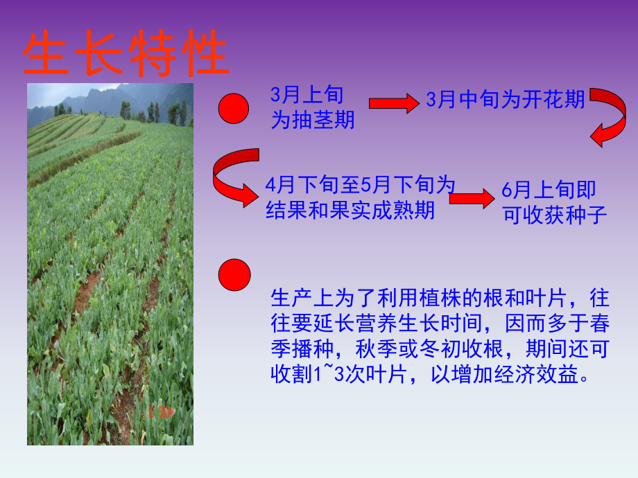 板蓝根栽培与加工技术.ppt_第3页