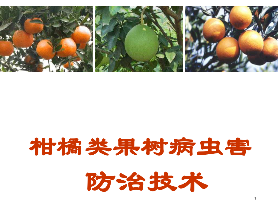 甘蓝莴苣病虫害防治.ppt_第1页