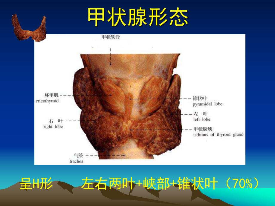 甲状腺基本解剖.ppt_第3页