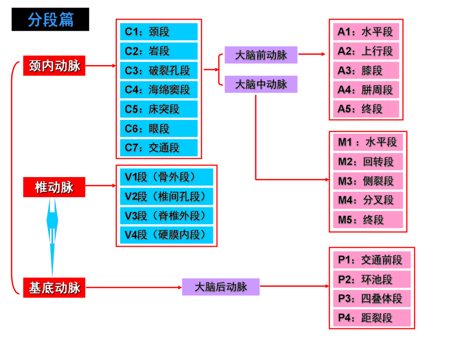 脑部血管解剖图解影像学.ppt_第2页