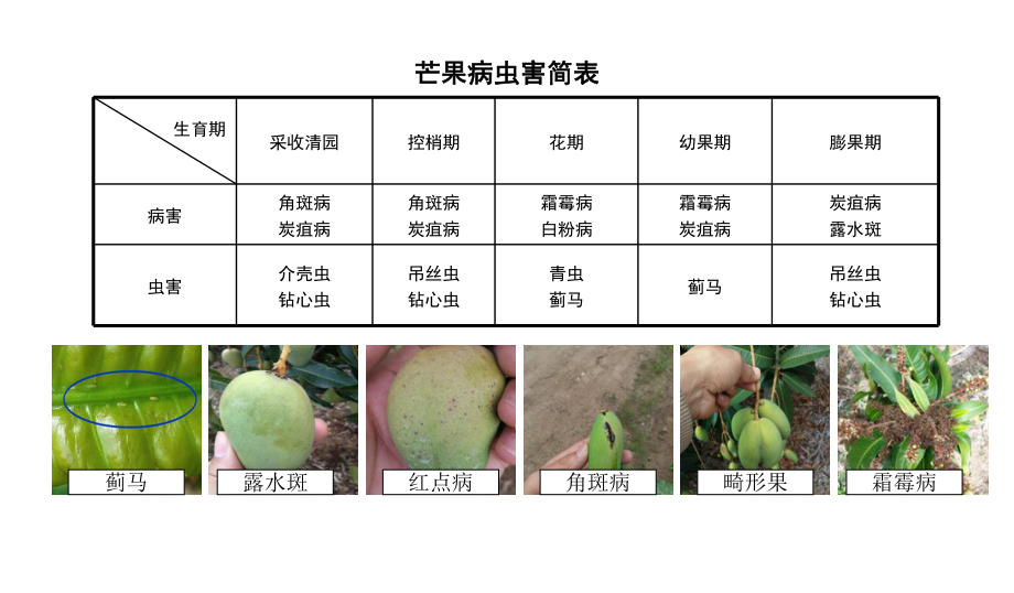 芒果病虫害防治手册.ppt_第1页